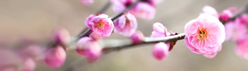 Spring_blossoms